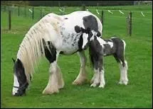 Pourquoi le poulain tte-t-il aussi souvent ( jusqu' 7 fois par heure ) ?