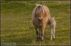 En principe, au pr avec les autres juments et poulains, quel poulain la jument allaite-t-elle ?