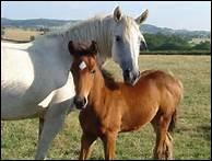 Les diffrentes races de chevaux peuvent-elles se reproduirent entre elles ?