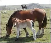 Combien pse un poulain  sa naissance ?