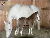 Au bout de combien de temps double-t-il son poids ?