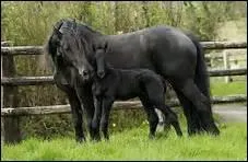 Pourquoi dbourre-t-on un cheval ?