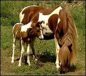 Vers quel ge commence le dbourrage ?