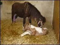 Quand monte-t-on en gnral sur le dos du cheval ?