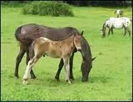 Comment doit se faire le dressage ?