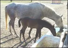 Autrefois comment dressait-on les chevaux ?