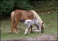 Quand peut-on vraiment commencer le dbourrage et faire travailler le cheval en longe ?