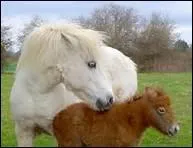 Comment monte-t-on pour la premire fois sur un cheval ?