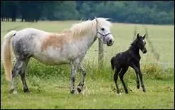 Comment apprend-t-on  un cheval  obir au cavalier ?