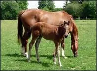 A quel moment de l'anne naissent en principe les poulains ?