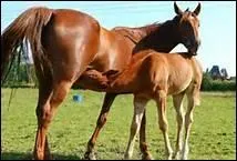 A combien de poulains la jument donne naissance  chaque fcondation ?