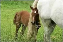 A quel moment les juments poulinent-elles en principe ?