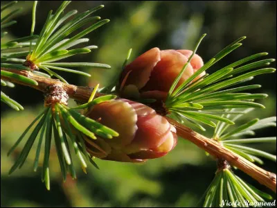 Le nom de cet arbre indigène au Québec est ?