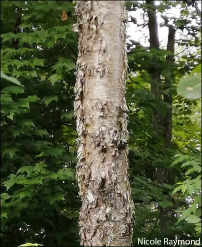 L'arbre emblématique du Québec. Son nom est ?