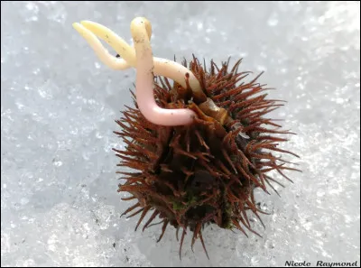 Le nom de ce fruit est ?