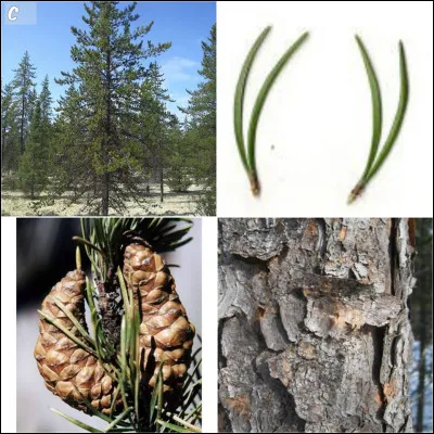 Le nom de cet arbre est ?