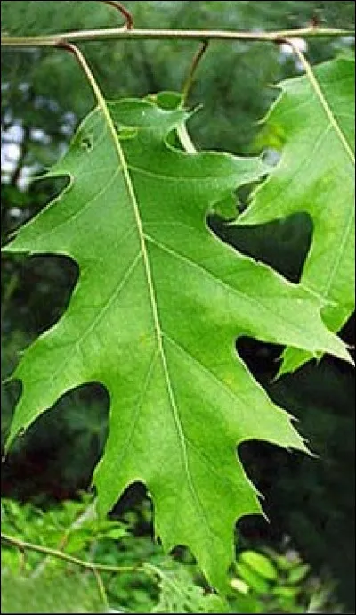 Pouvez-vous nommer l'espèce de ce chêne en observant la feuille ?