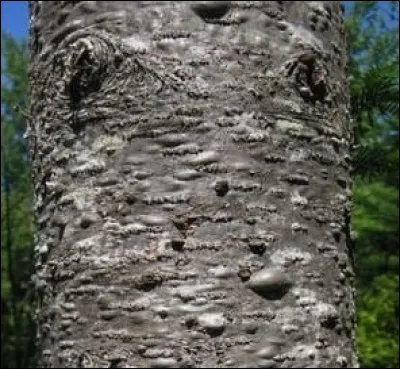 Pouvez-vous nommer cet arbre seulement en voyant l'écorce ?