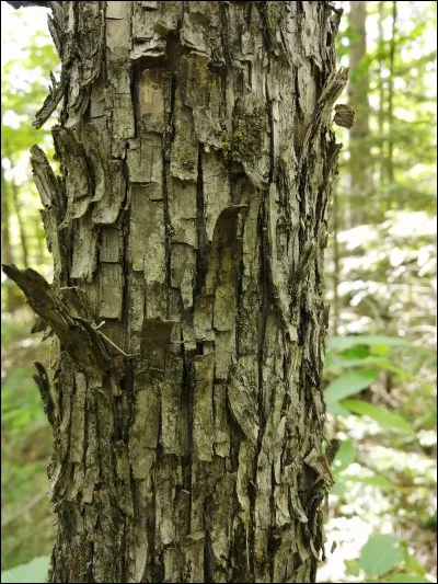 Le bois de fer. Ses feuilles sont ovales lancéolées, de 7 à 10 cm de longueur. Observez son écorce caractéristique. Pouvez-vous le nommer ?