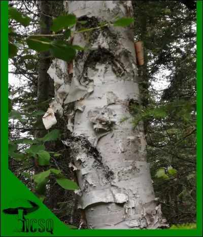 Le nom de ce feuillu est...