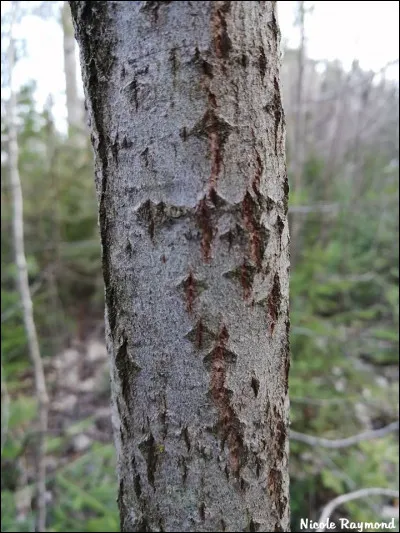 Pouvez-vous identifier l'espèce de ce peuplier par l'écorce ?