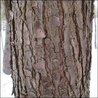 Conifère pouvant atteindre 30 m, il a une croissance lente et une espérance de vie très longue. La face inférieure des petites feuilles (aiguilles) porte deux bandes blanches. Le nom de ce conifère est...