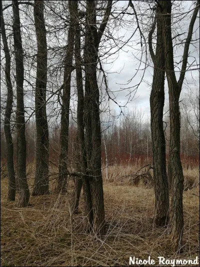 Arbre indigène du Québec qui a la croissance la plus rapide. Il est parmi les plus grands de l'est de l'Amérique du Nord.
