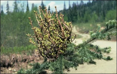 Une maladie maintenant causée par un champignon. Des pousses latérales qui émergent en surnombre dune même branche et forment une structure dense et érigée à la verticale. Pouvez-vous la nommer ?