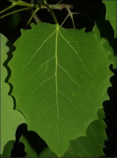Pouvez-vous nommer l'essence de cet arbre en observant cette feuille ?