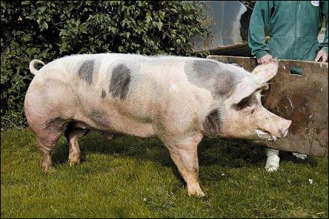 Quel est le nom du porc reproducteur ?
