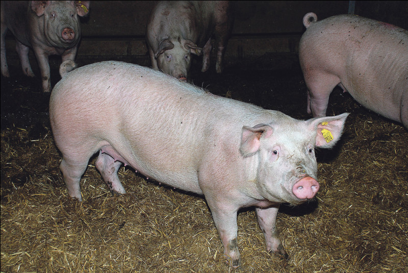 Comment s'appelle la femelle du porc, élevée pour la reproduction ?