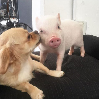 D'après des études établies par la science, faites sur l'animal, quel est le niveau d'intelligence du cochon par rapport au chien ?