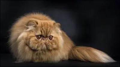 Sur la photo, un persan. Dans quel département de la région Île-de-France se situe la commune de Persan ?