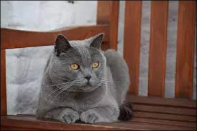 Sur la photo, un chartreux. Durant quel siècle fut fondé l'ordre des Chartreux, l'un des plus anciens ordres religieux chrétiens ?