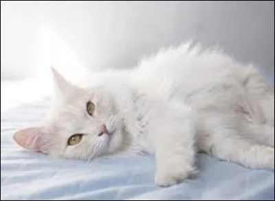 Sur la photo, un angora turc. Quelle ville de Turquie s'appelait autrefois Angora ?