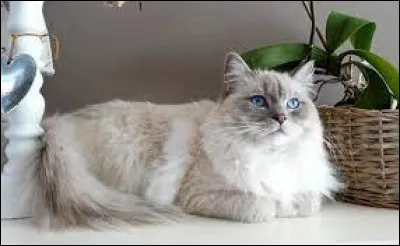 Sur la photo, un ragdoll. Quelle est la traduction française du mot anglais "ragdoll" ?