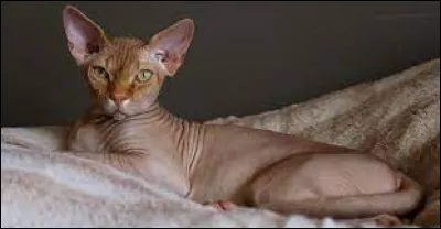 Sur la photo, un sphynx. Devant quelles grandes pyramides se situe le Sphynx, la plus célèbre statue d'Égypte ?