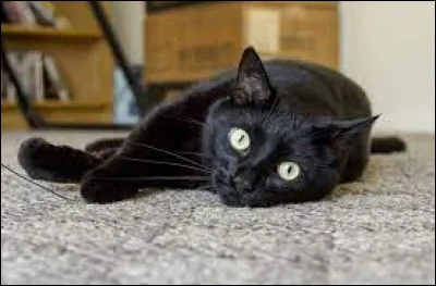 Sur la photo, un bombay. Dans quel pays se trouve la ville de Bombay ?