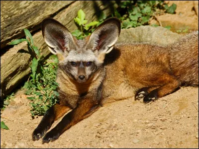 Animaux : Quel canidé africain est aussi appelé renard à oreilles de chauve-souris à cause de ses oreilles qui mesurent entre 11 et 13 cm chacune ?