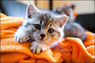 Tu croises un chaton abandonn&eacute; sur ton chemin.Que fais-tu ?