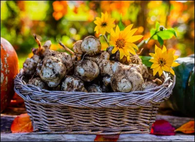 Topinambour : quel est son autre nom ?