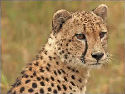 Quels animaux préfères-tu ?