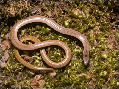 L'Orvet fragile est un...