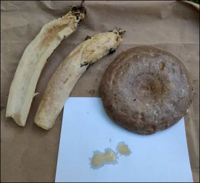 Ce lactaire a un latex de la couleur d'un café au lait dès l'exposition. Il a du violacé sur le chapeau et le pied en milieu frais et du jaunâtre par la suite. Il pousse sous conifères en milieux humides, et a une saveur très âcre. Son nom est...