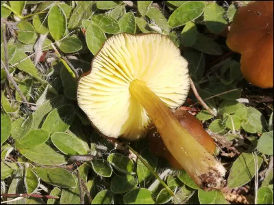 Cette espèce a un chapeau brunâtre et des lames jaunâtres. Elle pousse sur sol et sous feuillus. Son nom est