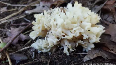 Les basidiomes de cette espèce sont plus ou moins dressés, ramifiés et projettent de gros tubes en forme de doigts. Sa chair a une texture cartilagineuse-gélatineuse. Son nom est...