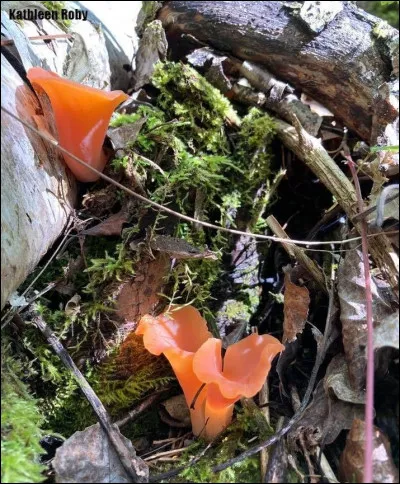 Cette espèce a des basidiomes spatulés à infundibuliformes et fendus sur un côté. La consistance est gélatineuse et tenace. La couleur de ses basidiomes est rose orangé. Son nom est...