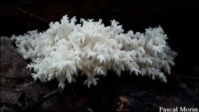 Le basidiome a de multiples rameaux arrivant d'une base commune et porte plusieurs petits aiguillons pendants (0,5-1 cm de longueur). Cette espèce est plus aérée que son sosie. Son nom est...