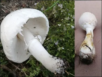 Ce champignon est comestible et a des sosies mortels. Il a un chapeau blanc, un pied annelé. Son pied devient jaunâtre voire brunâtre au froissement et n'a pas de volve. Son nom est...