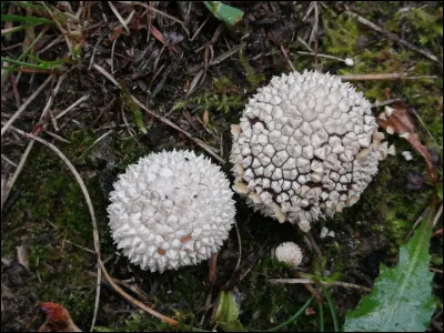 Cette vesse-de-loup n'est pas comestible et est même hallucinogène. Ses aiguillons sont larges à la base, forment des pyramides et tombent habituellement en plaque, parfois individuellement. Elle pousse sur sol. Son nom est...